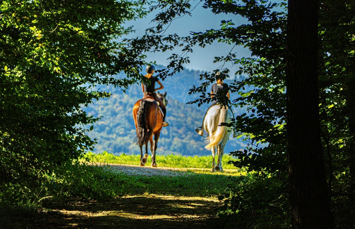 Desde Ciudad del Cabo: tour privado de vinos de lujo con dos catas