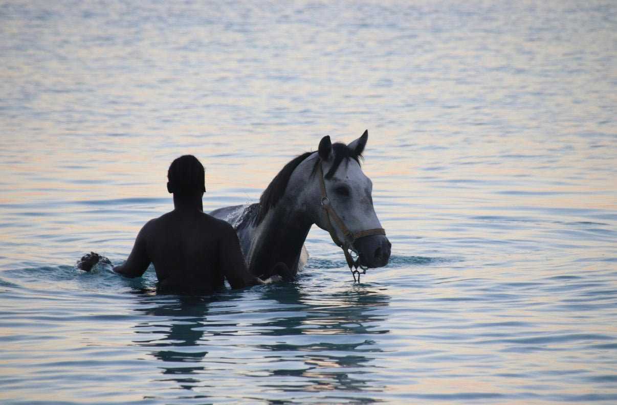 Desde Ciudad del Cabo: tour privado de vinos de lujo con dos catas