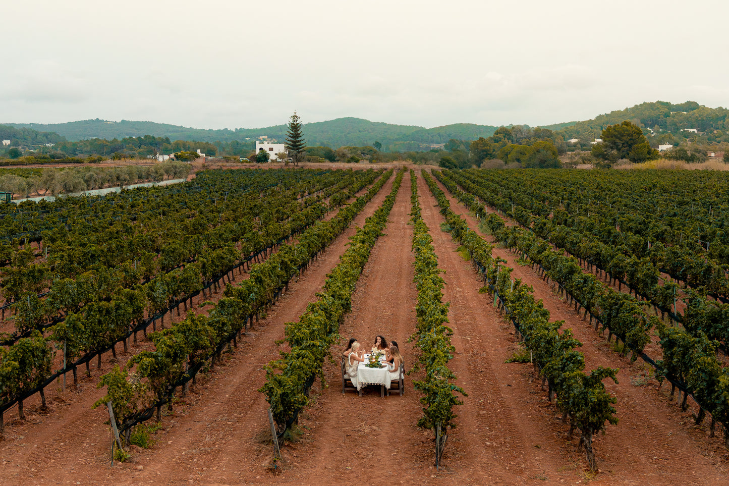 Ibiza: Cata de vinos en viñedos con vistas al mar
