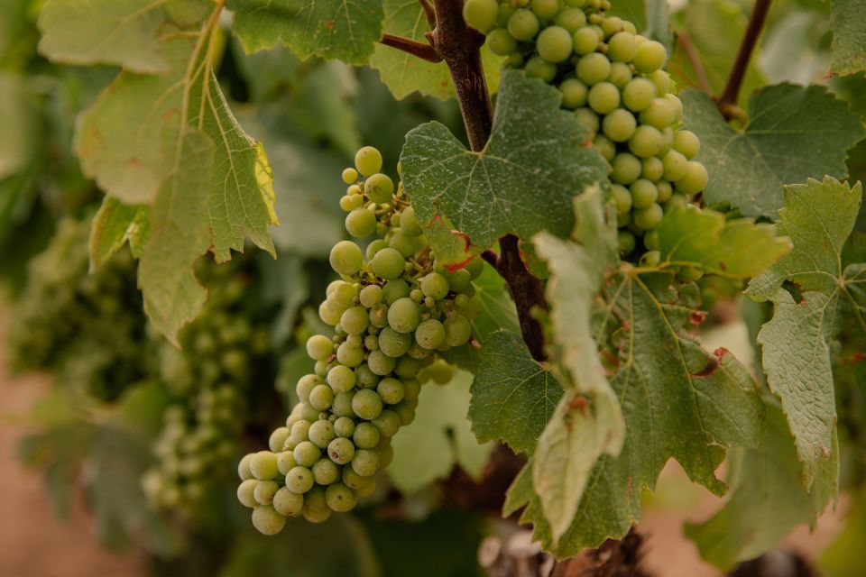 From Barcelona: Wine Tour with Tapas - 24th May 2025