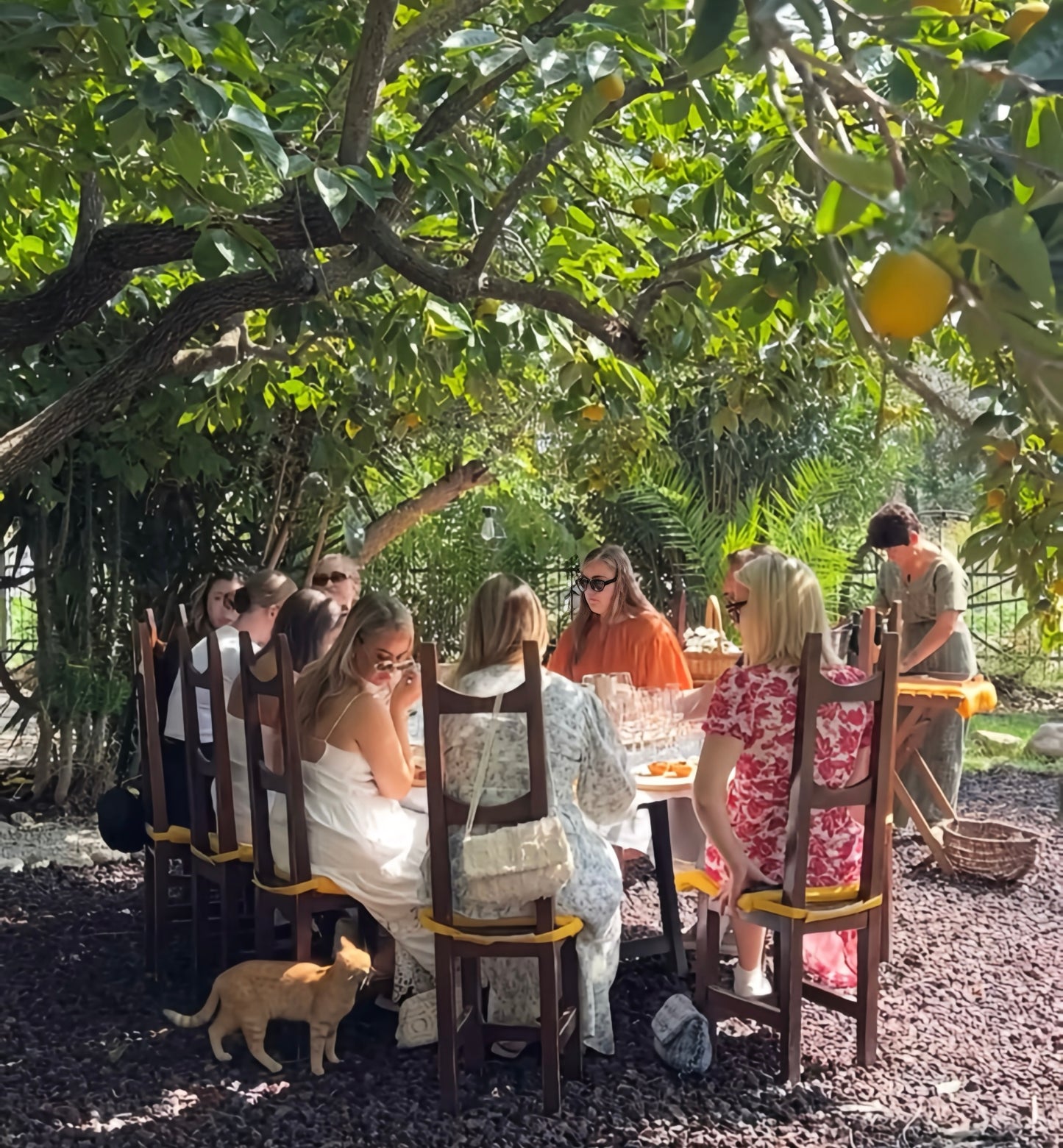 Wine Tasting underneath a Lemon Tree