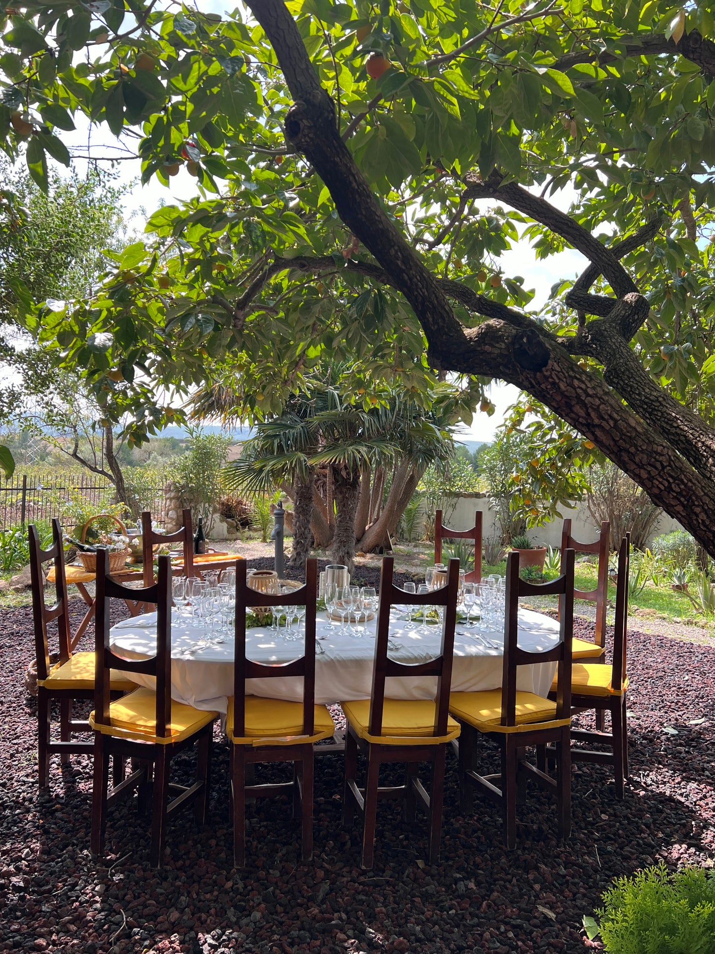 Wine Tasting underneath a Lemon Tree