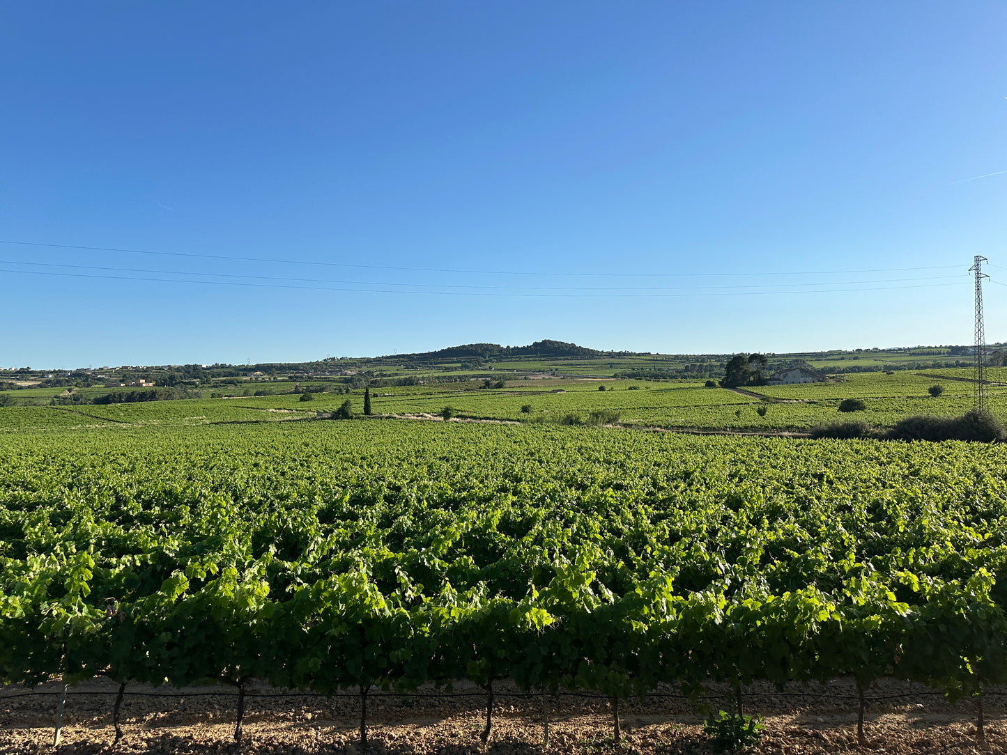 Group Experience: Wine Tour with Pica Pica Tapas + Transport