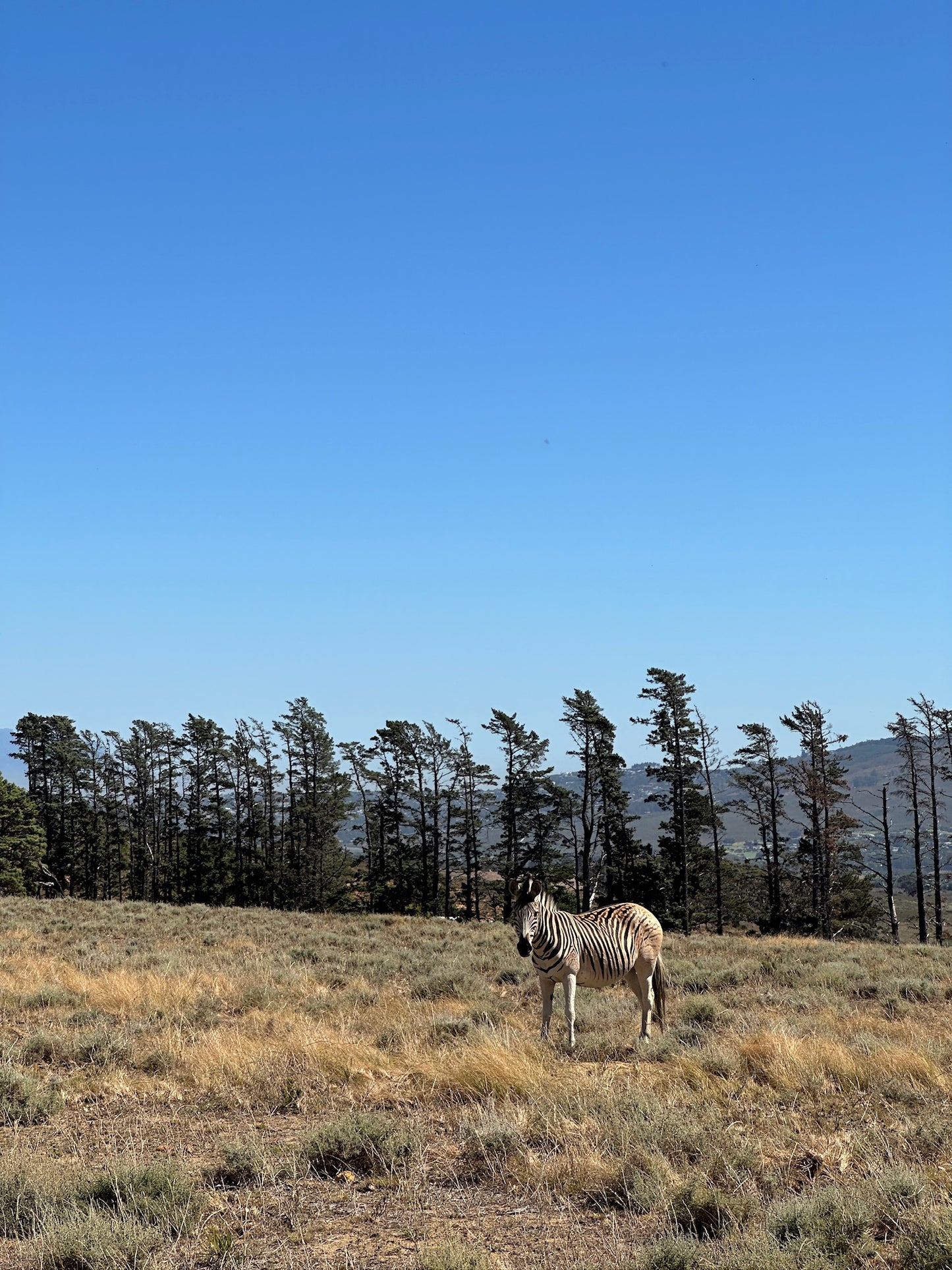 Desde Ciudad del Cabo: Paseo privado a caballo por un viñedo con picnic de vino