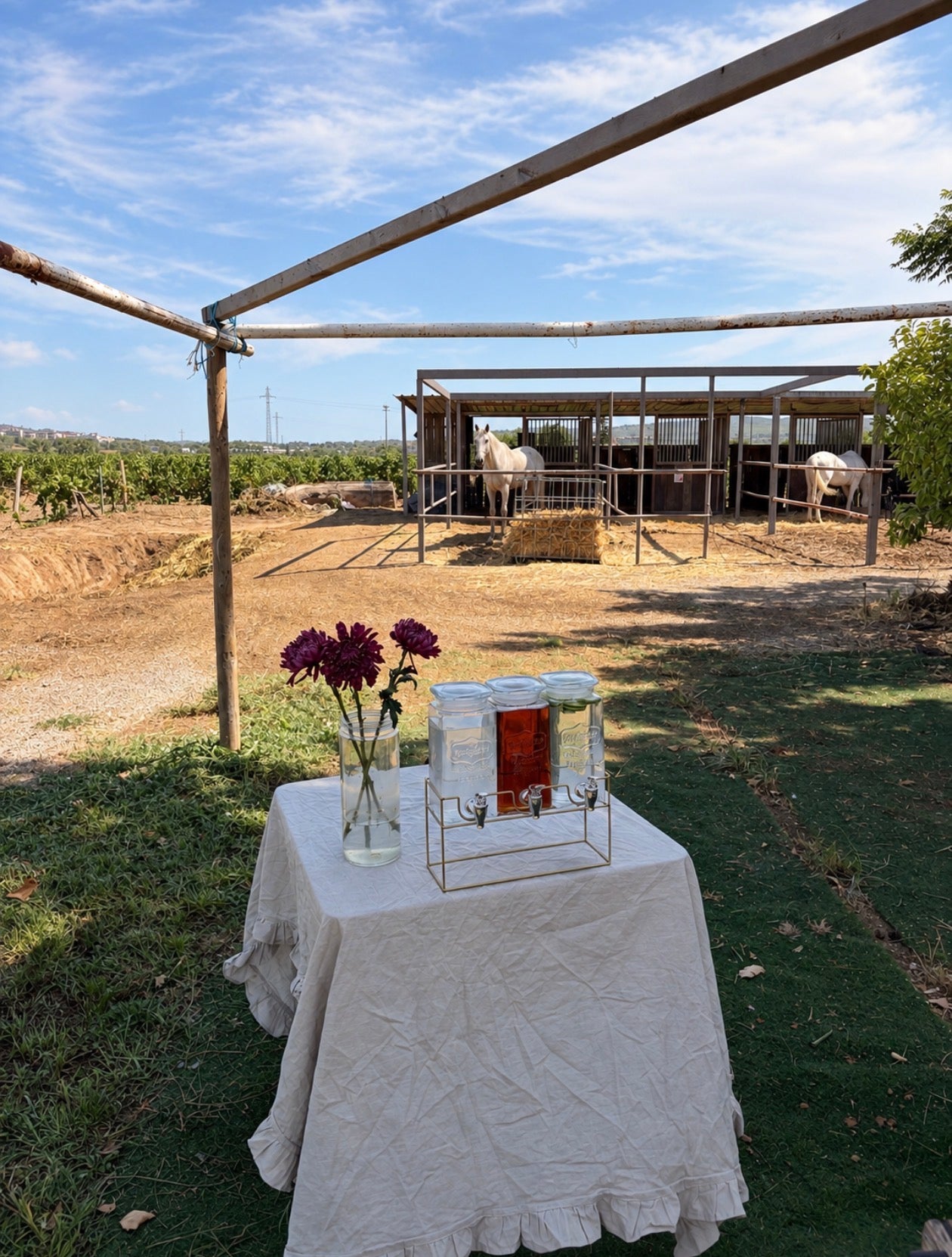 Birthday Experience: Lunch with Horses