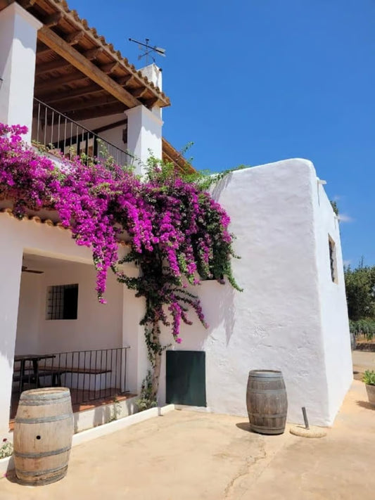 Ibiza: Beautiful Wine Tour with Tapas + Transport